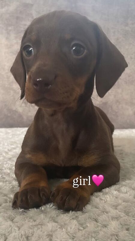 Miniature dachshund for sale in Bishop Auckland, Durham | Image 3