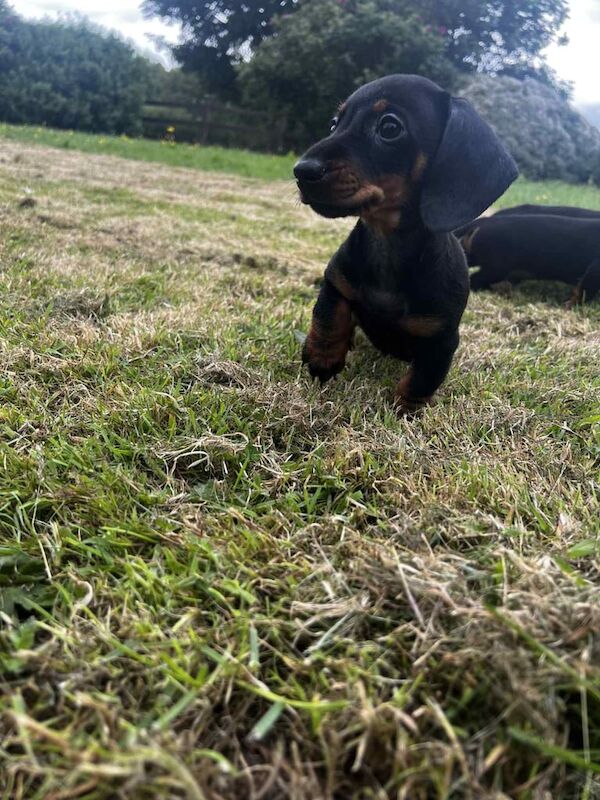 Miniature Dachshund for sale in Carryduff, County Down