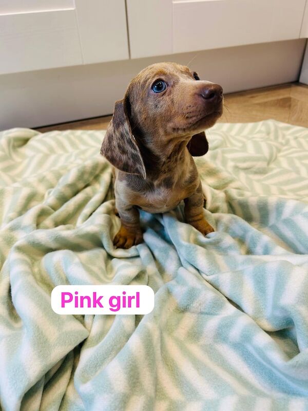 Miniature dachshund for sale in Darlington, Durham | Image 2