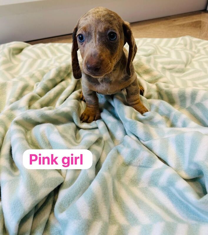 Miniature dachshund for sale in Darlington, Durham | Image 3