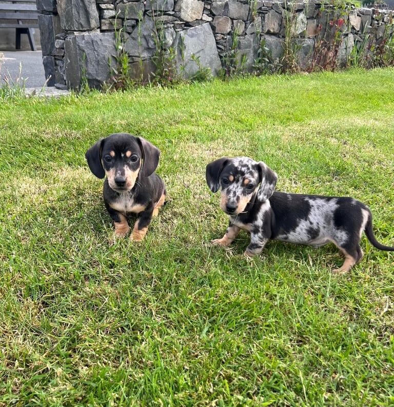 Miniature Dachshund for sale in Castlewellan, County Down