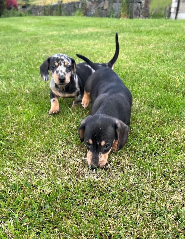 Miniature Dachshund for sale in Castlewellan, County Down | Image 2
