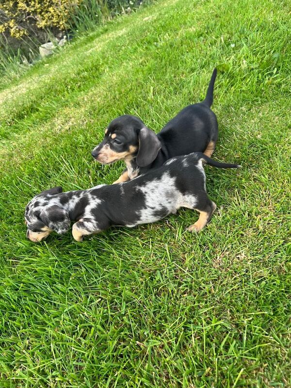 Miniature Dachshund for sale in Castlewellan, County Down | Image 3