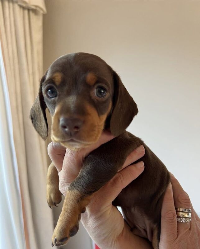 Dachshund puppies for sale in Belfast, County Antrim – 10 weeks old