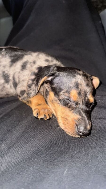 Dachshund puppies for sale in Ashford, Surrey – 8 weeks old