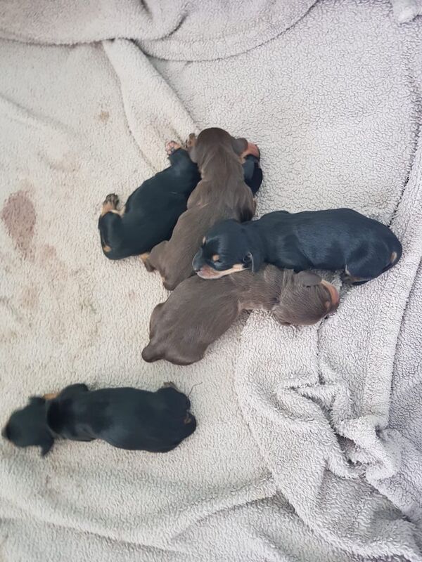 Dachshund puppies for sale in Dartmouth, Devon – KC registered, 1 week old