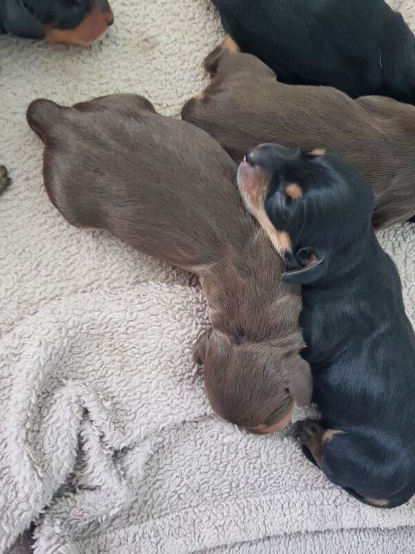 Dachshund puppies for sale in Dartmouth, Devon – KC registered, 3 weeks old - Image 2 of 3