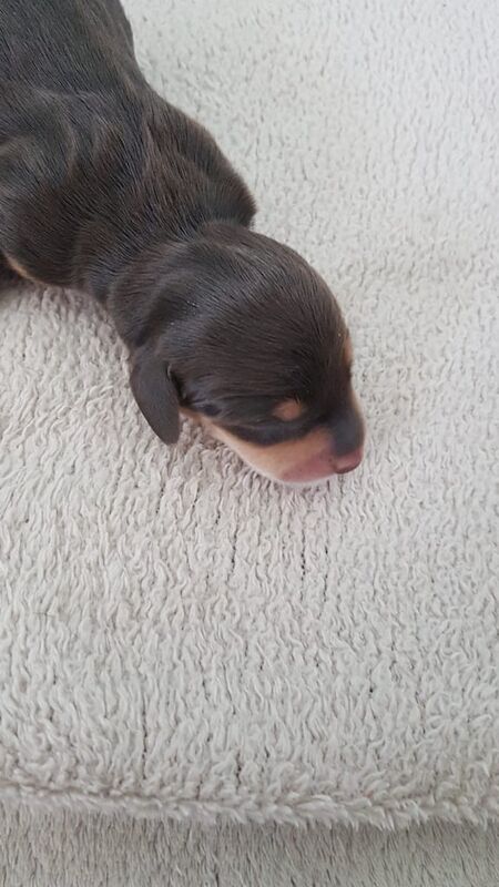 Dachshund puppies for sale in Dartmouth, Devon – KC registered, 3 weeks old - Image 3 of 3