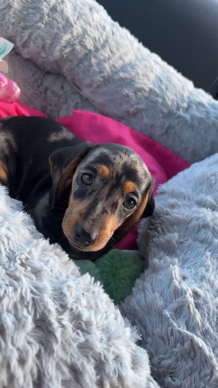 Dachshund puppies for sale in Kilkeel, County Down – 1 year old