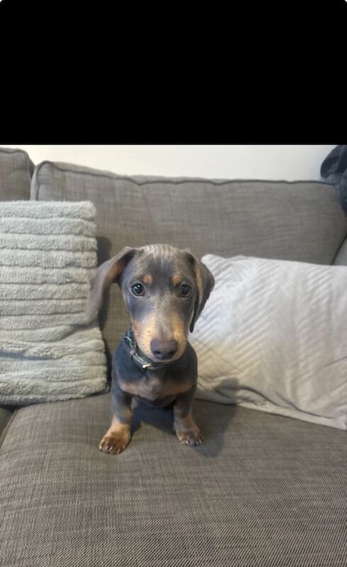Dachshund puppies for sale in Jaywick, Essex – 3 months old - Image 2 of 3