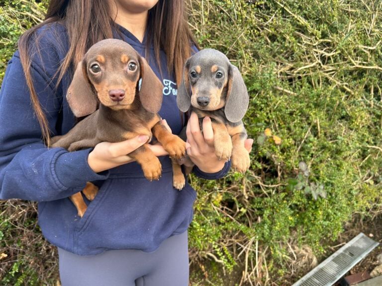 Dachshund puppies for sale in Keady, County Armagh – 11 weeks old