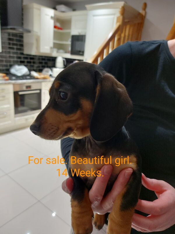 Miniature dachshund for sale in Middlesbrough, North Yorkshire