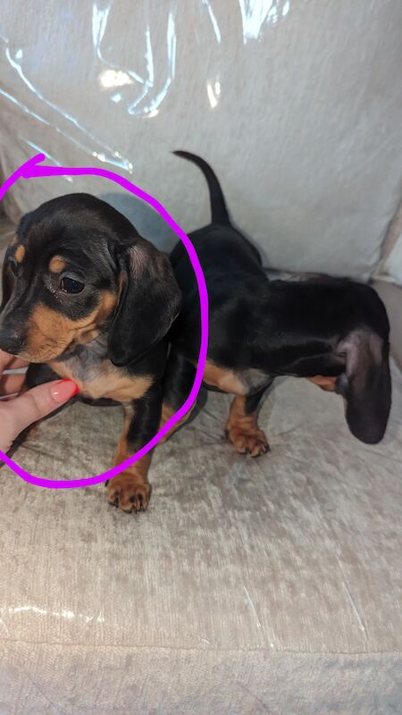 Miniature dachshund for sale in Middlesbrough, North Yorkshire | Image 2