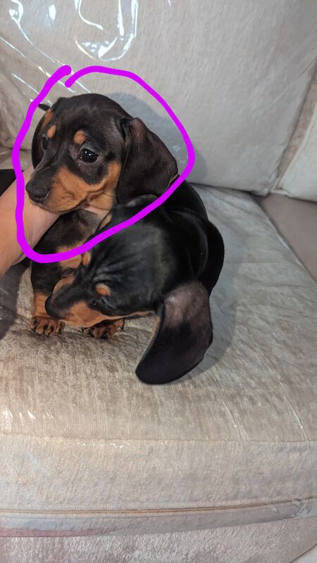 Miniature dachshund for sale in Middlesbrough, North Yorkshire | Image 3