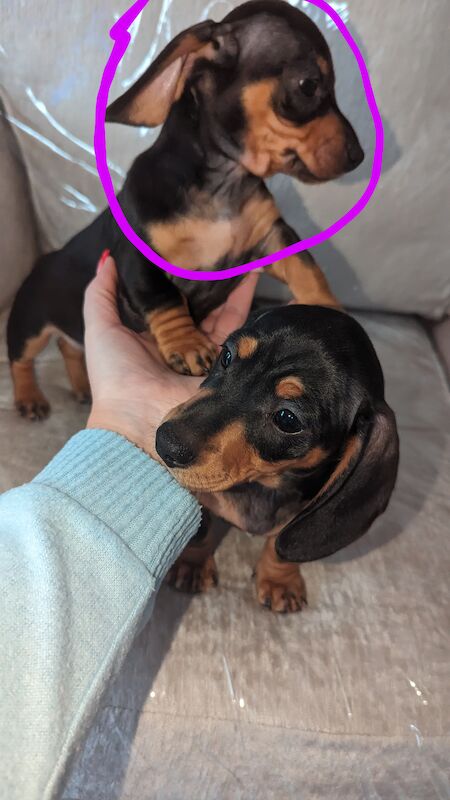 Miniature dachshund for sale in Middlesbrough, North Yorkshire | Image 4