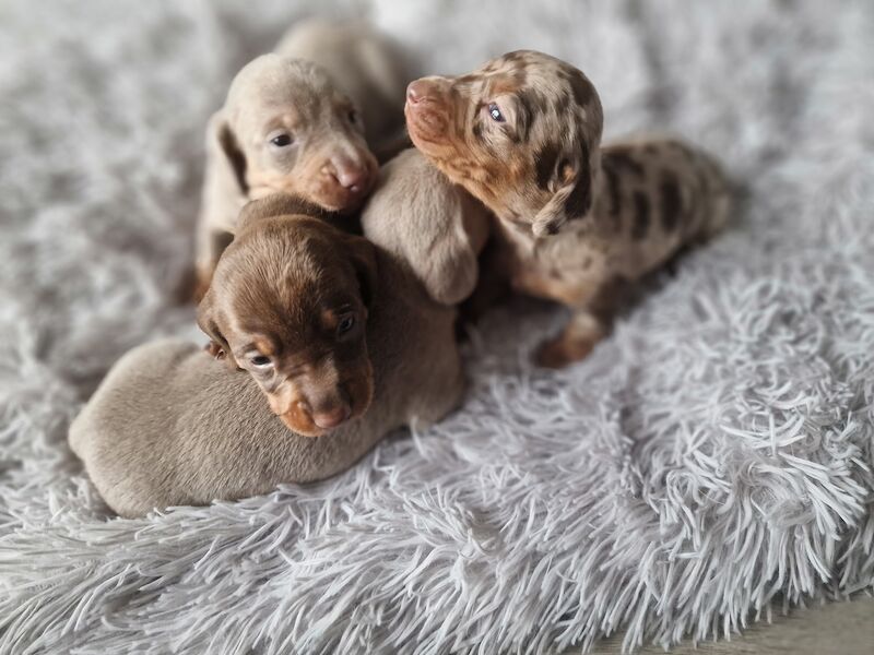 Dachshund puppies for sale in Poole, Somerset – KC registered, 1 year old - Image 3 of 14