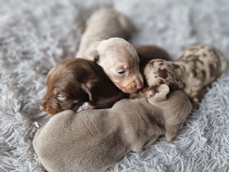 Dachshund puppies for sale in Poole, Somerset – KC registered, 1 year old - Image 4 of 14