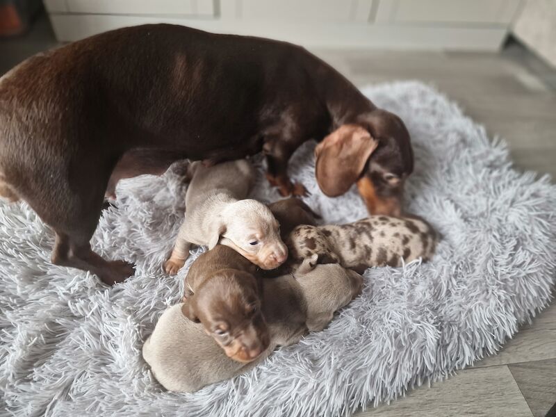 Dachshund puppies for sale in Poole, Somerset – KC registered, 1 year old - Image 5 of 14