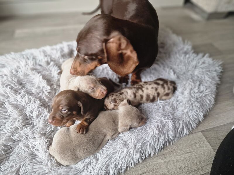 Dachshund puppies for sale in Poole, Somerset – KC registered, 1 year old - Image 6 of 14