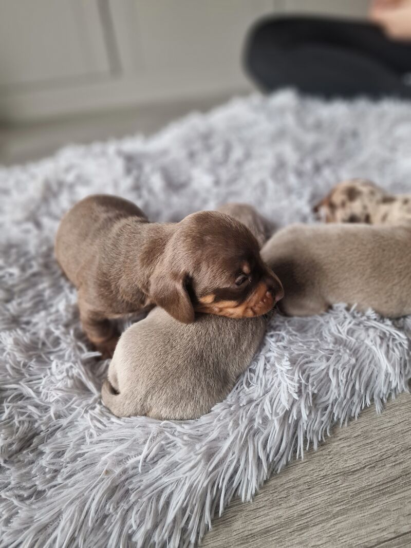Dachshund puppies for sale in Poole, Somerset – KC registered, 1 year old - Image 7 of 14