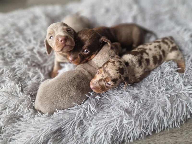 Dachshund puppies for sale in Poole, Somerset – KC registered, 1 year old - Image 8 of 14
