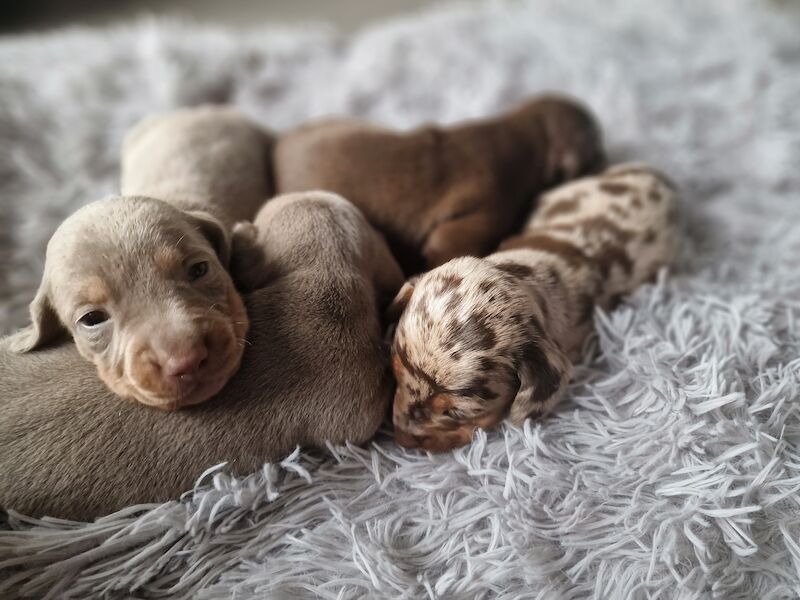 Dachshund puppies for sale in Poole, Somerset – KC registered, 1 year old - Image 9 of 14