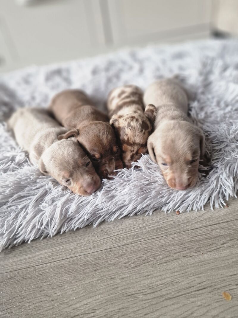 Dachshund puppies for sale in Poole, Somerset – KC registered, 1 year old - Image 10 of 14