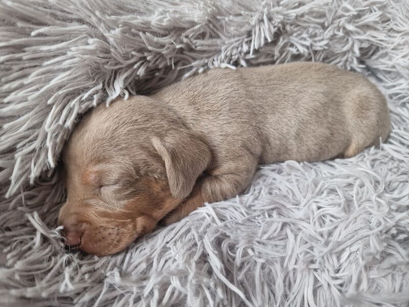Dachshund puppies for sale in Poole, Somerset – KC registered, 1 year old - Image 11 of 14