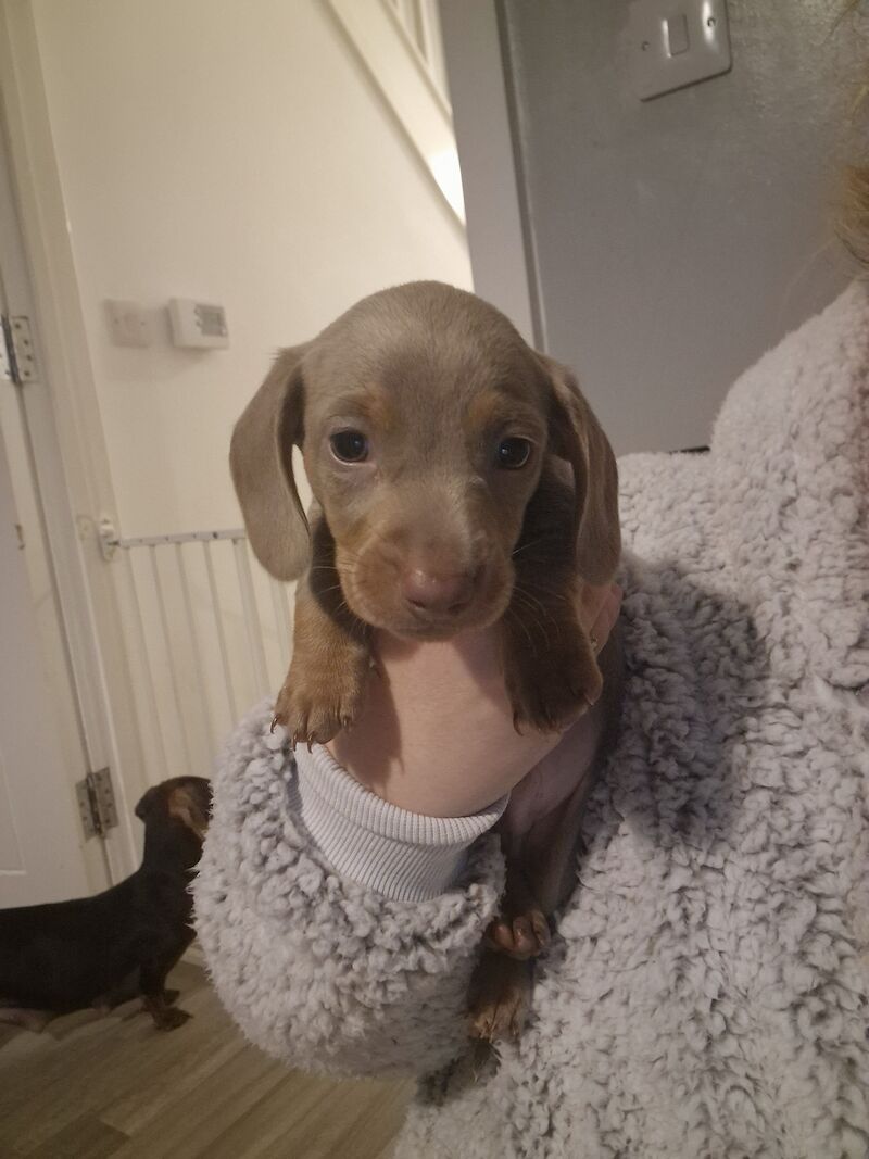 Dachshund puppies for sale in Poole, Somerset – KC registered, 1 year old - Image 12 of 14