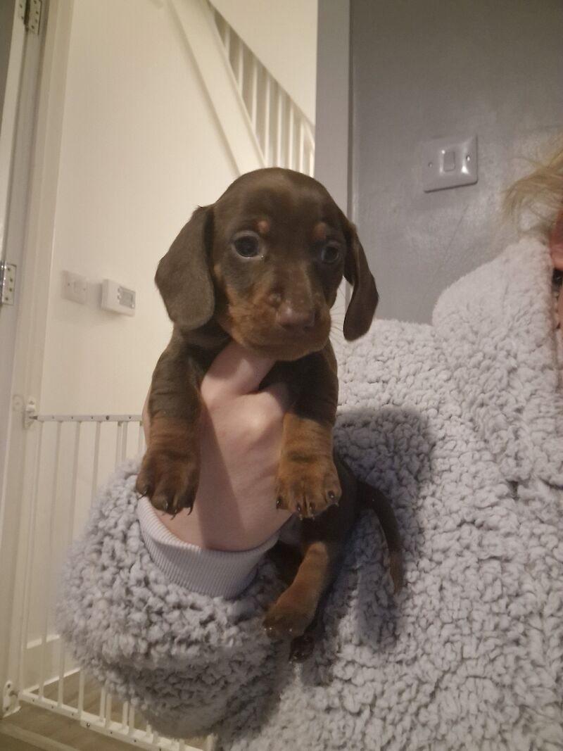 Dachshund puppies for sale in Poole, Somerset – KC registered, 1 year old - Image 13 of 14