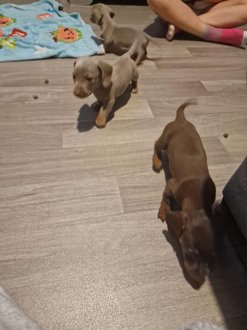 Dachshund puppies for sale in Poole, Somerset – KC registered, 1 year old - Image 14 of 14