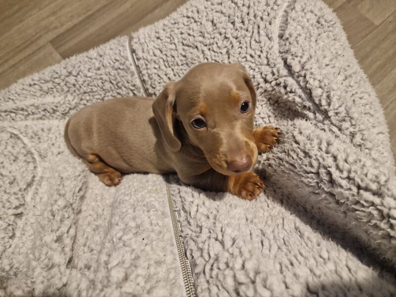 Miniature dachshund for sale in Poole, Somerset