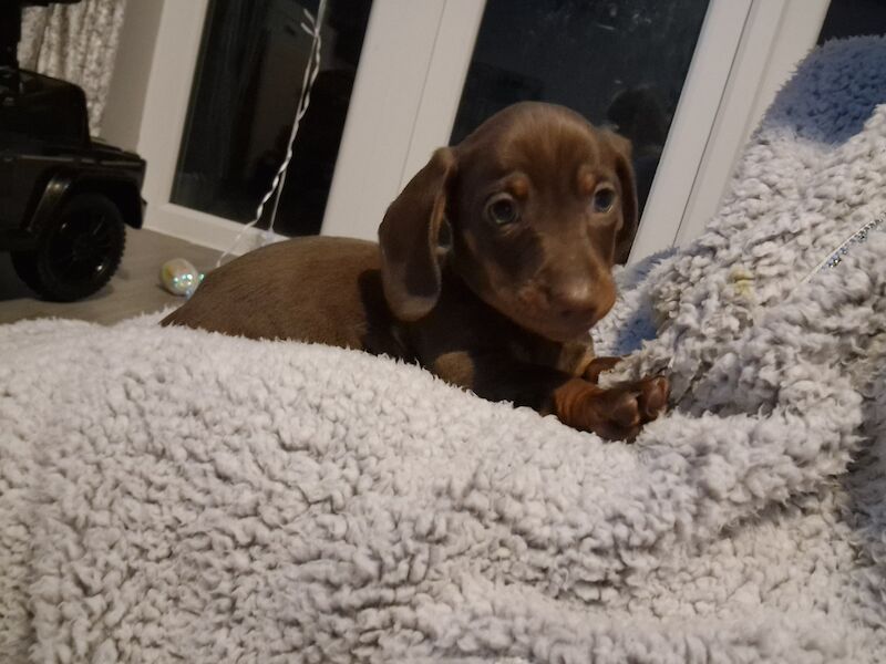 Miniature dachshund for sale in Poole, Somerset | Image 2