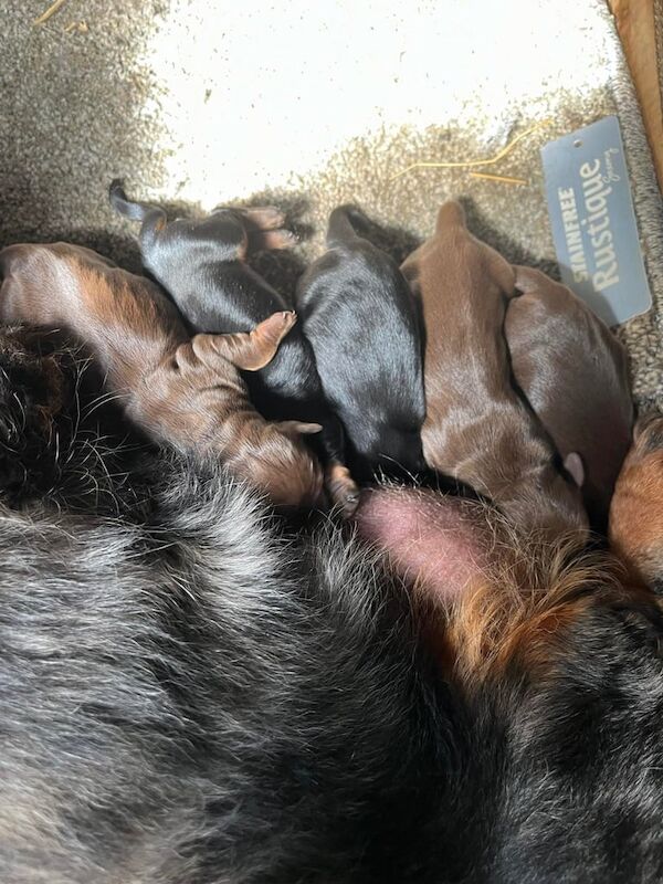 Miniature Dachshund beautiful puppies for sale in Bury St Edmunds, Suffolk