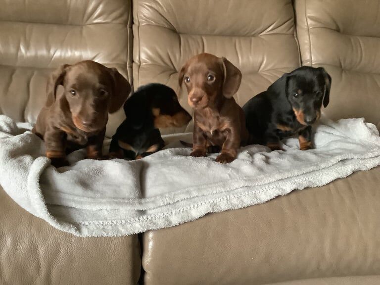 Miniature Dachshund beautiful puppies for sale in Bury St Edmunds, Suffolk | Image 3
