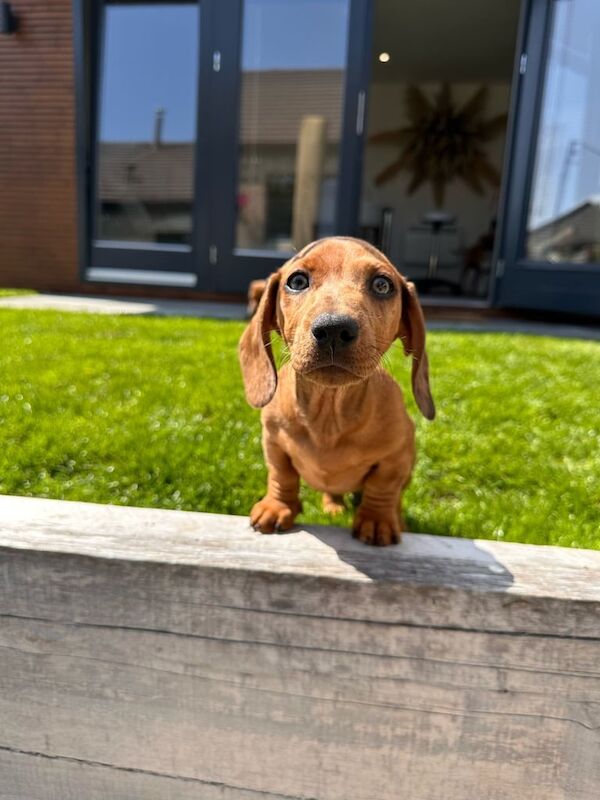 Dachshund puppies for sale in Alford, Aberdeenshire – 10 weeks old