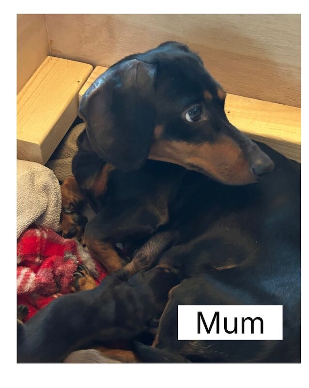 Dachshund puppies for sale in Bromsgrove, Worcestershire – 11 weeks old