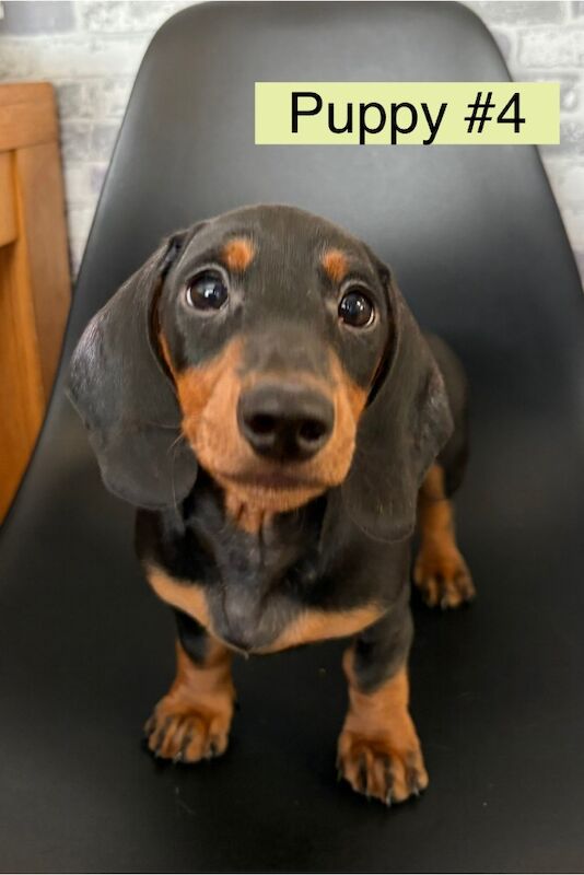 Dachshund puppies for sale in Bromsgrove, Worcestershire – 11 weeks old - Image 2 of 11