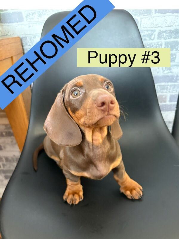 Dachshund puppies for sale in Bromsgrove, Worcestershire – 11 weeks old - Image 3 of 11