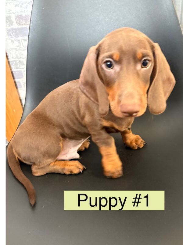 Dachshund puppies for sale in Bromsgrove, Worcestershire – 11 weeks old - Image 4 of 11