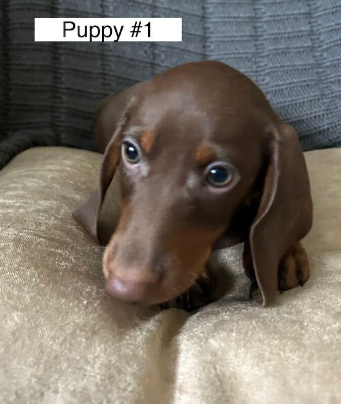 Dachshund puppies for sale in Bromsgrove, Worcestershire – 11 weeks old - Image 5 of 11