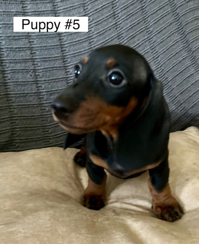 Dachshund puppies for sale in Bromsgrove, Worcestershire – 11 weeks old - Image 6 of 11