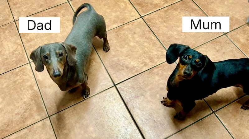 Dachshund puppies for sale in Bromsgrove, Worcestershire – 11 weeks old - Image 7 of 11