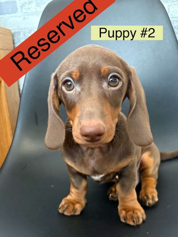 Dachshund puppies for sale in Bromsgrove, Worcestershire – 11 weeks old - Image 8 of 11