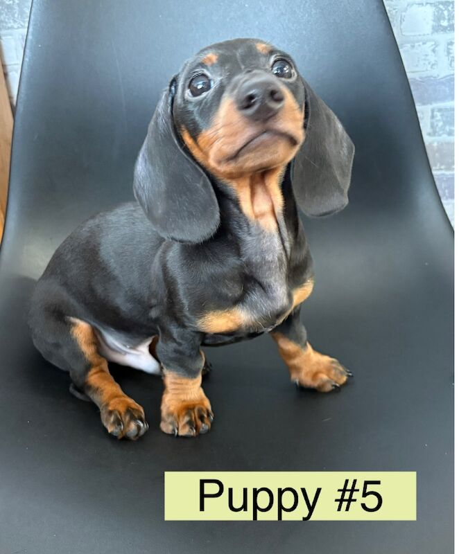 Dachshund puppies for sale in Bromsgrove, Worcestershire – 11 weeks old - Image 9 of 11