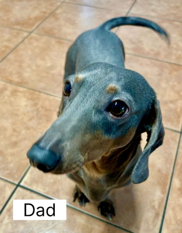 Dachshund puppies for sale in Bromsgrove, Worcestershire – 11 weeks old - Image 10 of 11