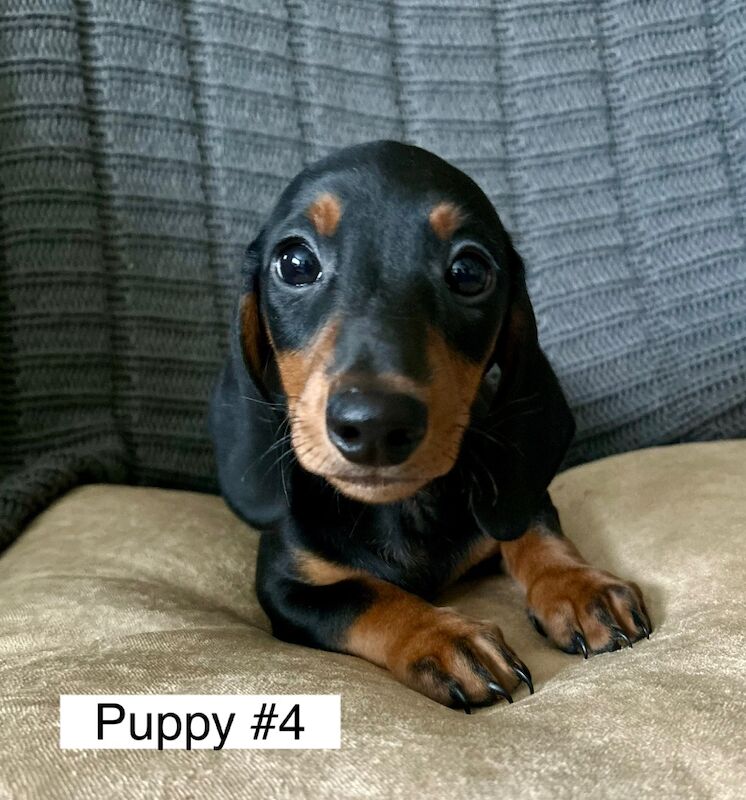 Dachshund puppies for sale in Bromsgrove, Worcestershire – 11 weeks old - Image 11 of 11