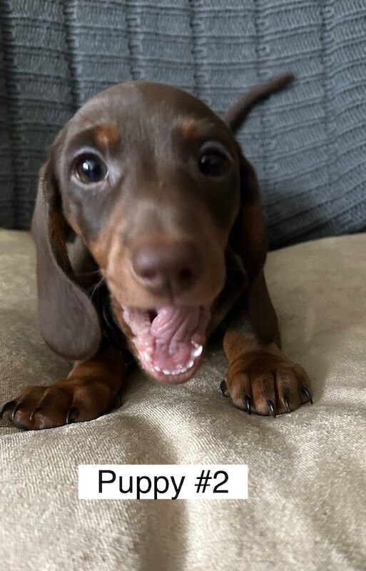 Dachshund puppies for sale in Bromsgrove, Worcestershire – 3 months old - Image 6 of 14