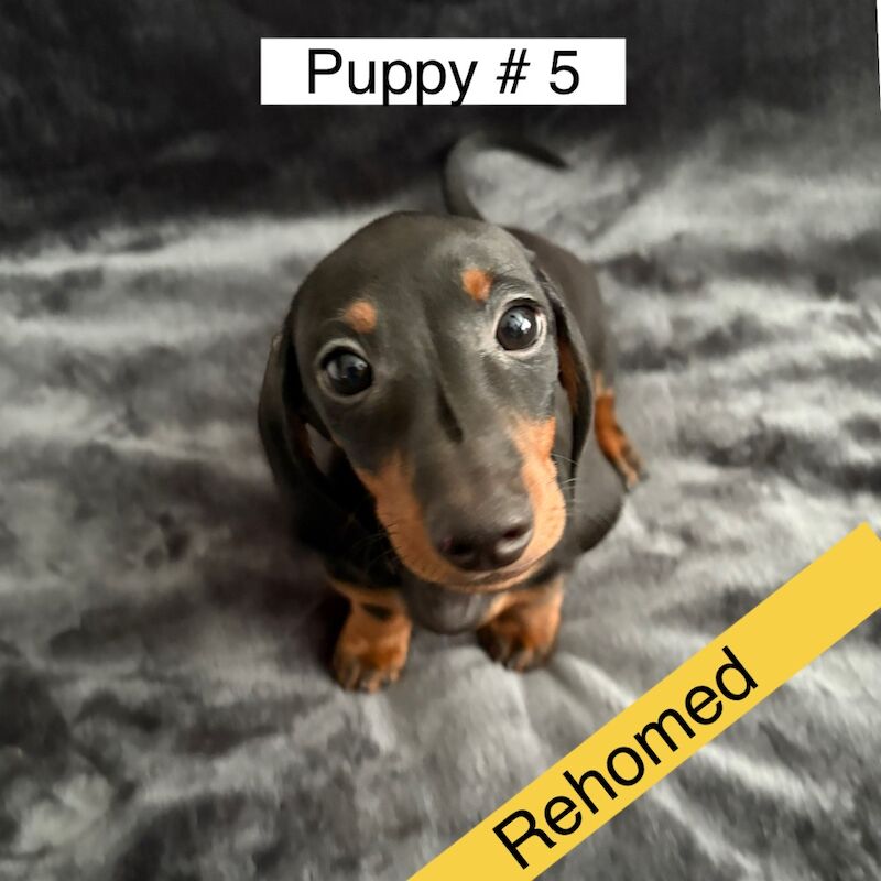 Dachshund puppies for sale in Bromsgrove, Worcestershire – 3 months old - Image 7 of 14