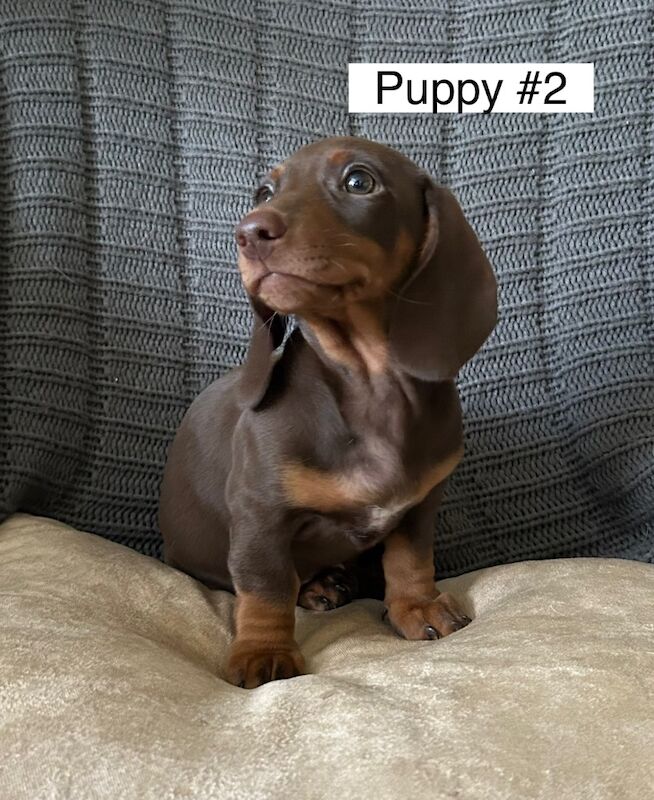 Dachshund puppies for sale in Bromsgrove, Worcestershire – 3 months old - Image 8 of 14